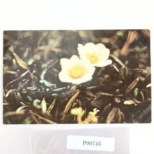 8-Petaled Mountain Avens Flower Alaska Vtg 1960s Postcard Dedman's Photo Shop